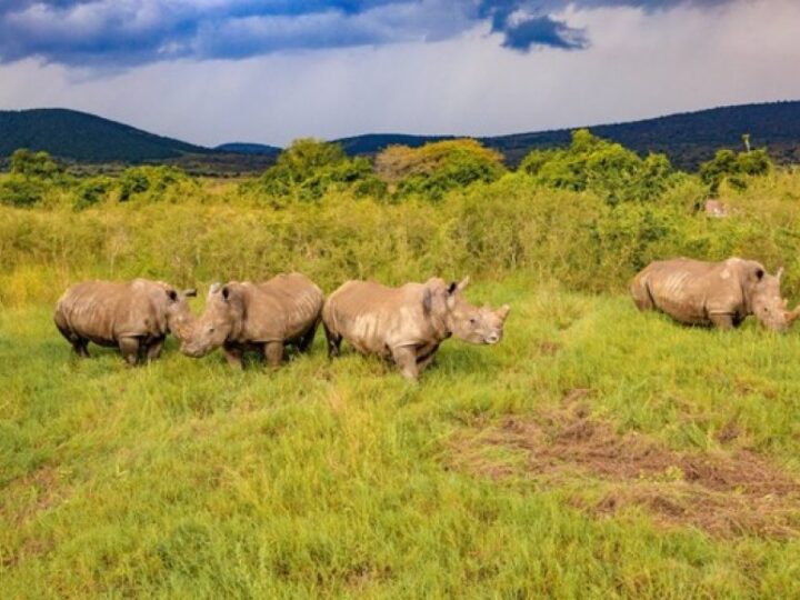 Ubukerarugendo: U Rwanda rwakiriye inkura zera 70